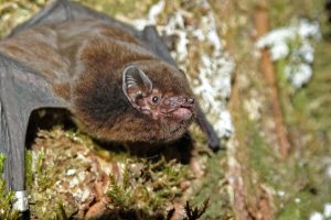 Long-tailed bat. PHOTO: Ian Davidson-Watts