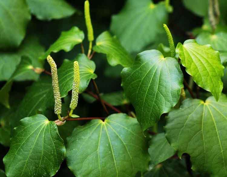 Get all the facts about the amazing kawakawa plant