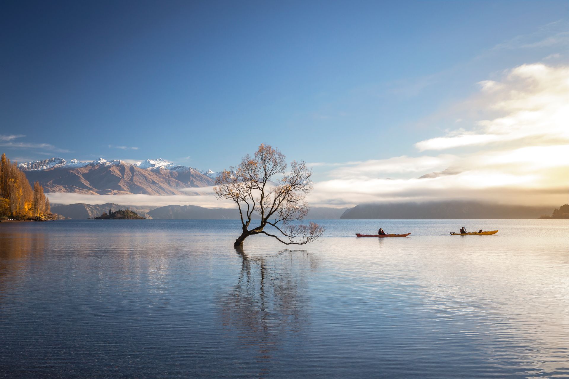 The tree tops! Our five favourite New Zealand trees