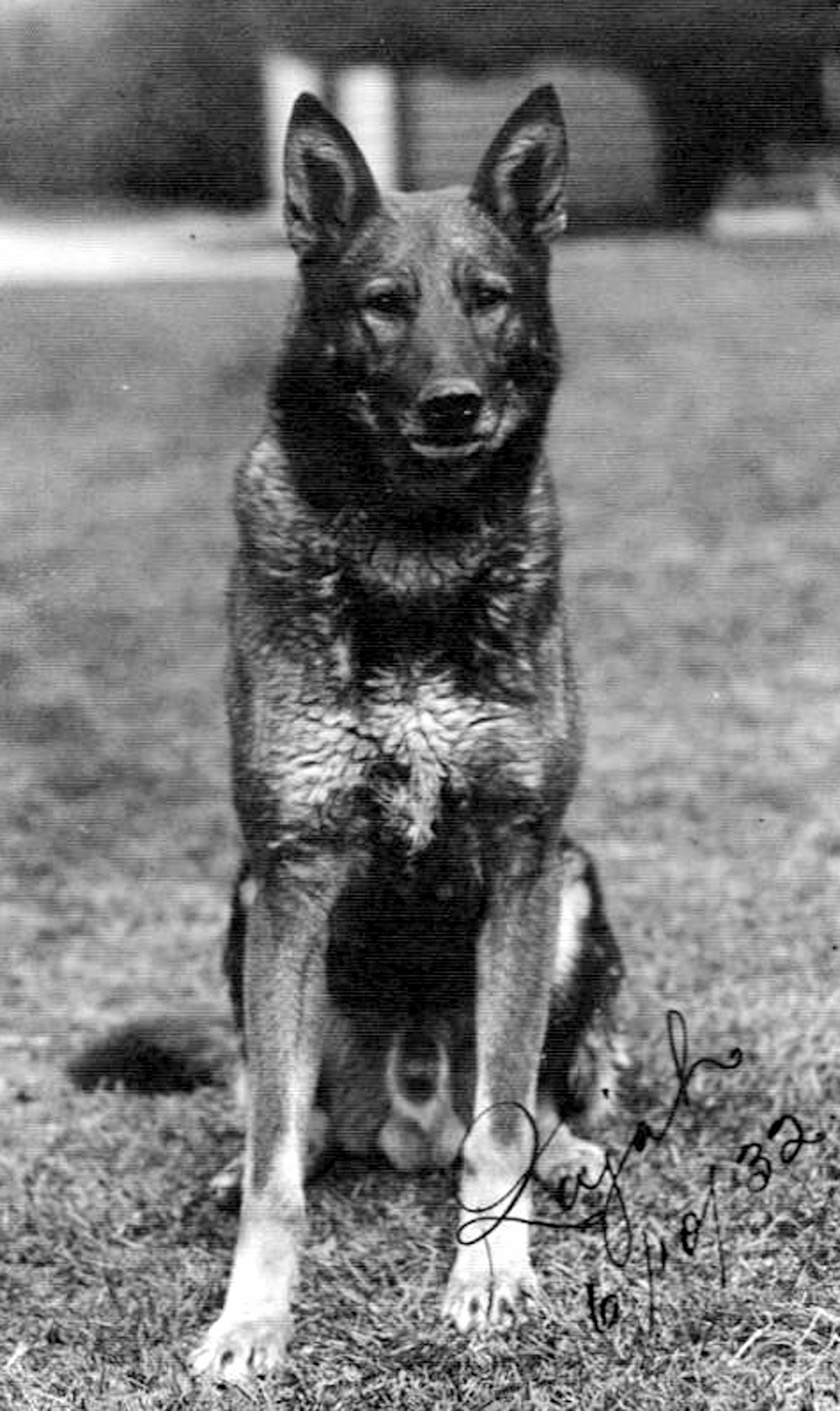 The Wonder Dog of Methven 